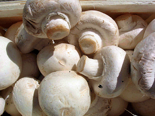 Agaricus bisporus mushrooms from Wikimedia Commons