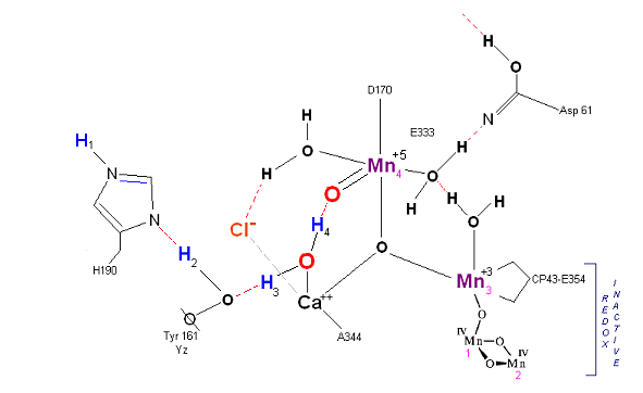 Scheme accomodating proton release pattern reported in literature