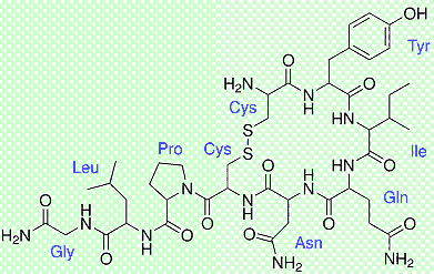 Oxytocin - click for 3D structure