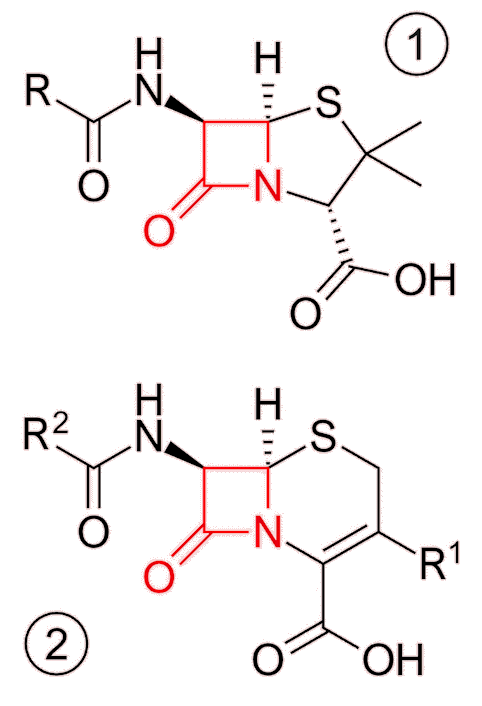 Skeletal formulae of the basic structures of penicillin (1) and cephalosporin (2) antibiotics