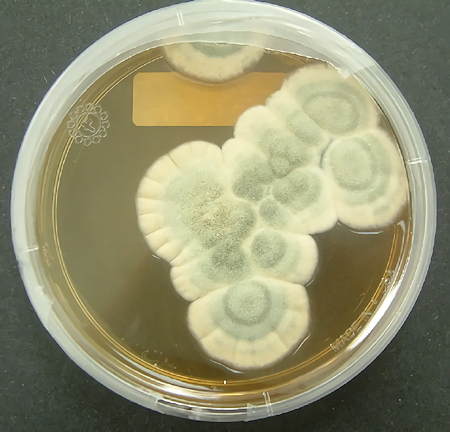 Penicillium mould growing in a petri dish