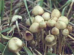 Psilocybe semilanceata (Fries) Kummer