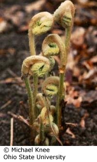 Bracken fiddleheads