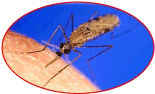 A female Anopheles gambiae mosquito feeding on a person.