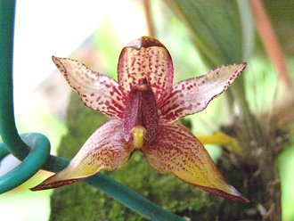Bulbophyllum apertum orchid