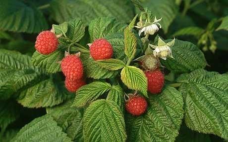 a raspberry-plant