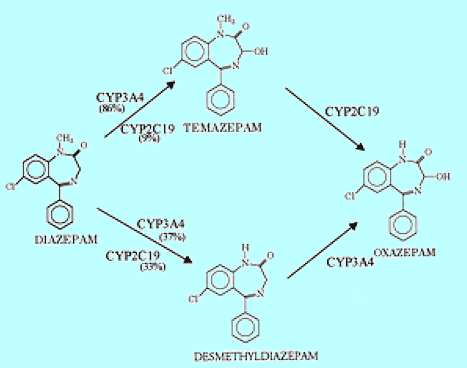 valium half life metabolites