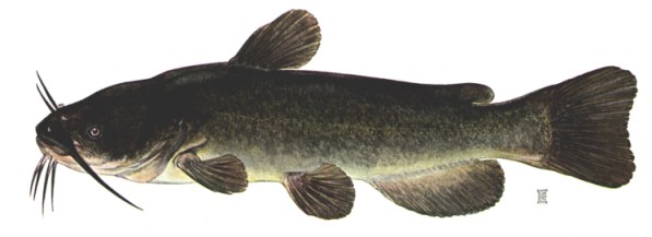 This picture was obtained from http://www.dnr.cornell.edu/Sarep/fish/Ictaluridae/blackbullhead.html
