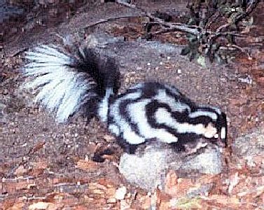 Spotted skunk