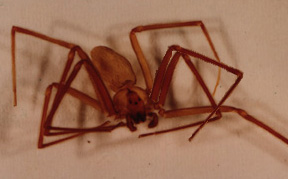 Brown recluse spider