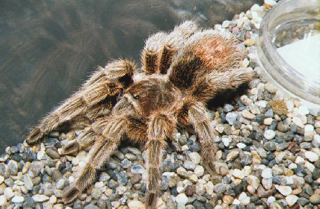 Chile Rose tarantula