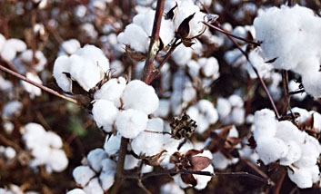 Cotton crop