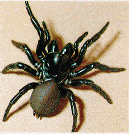 Australian funnel-web spider