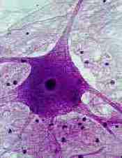 Neuron