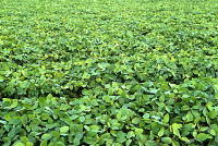 Soya plants