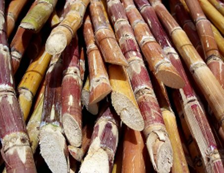 Sugar cane - http://commons.wikimedia.org/wiki/File:Cut_sugarcane.jpg