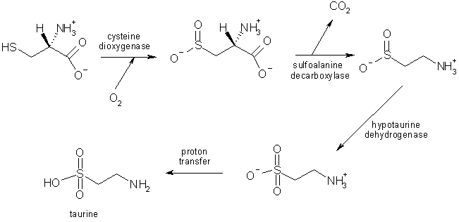 Biosynthesis of taurine