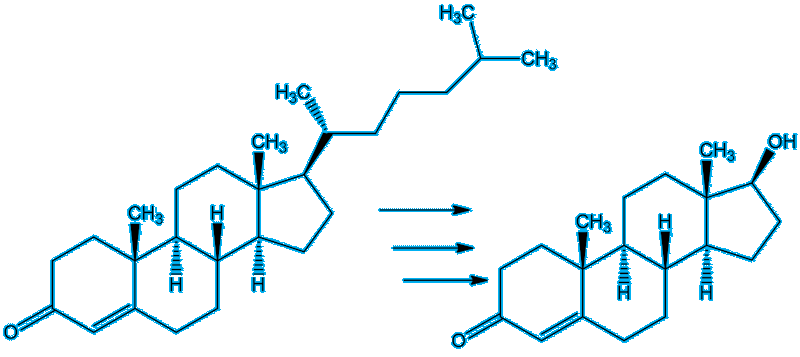 Conversion of cholesterol to testosterone