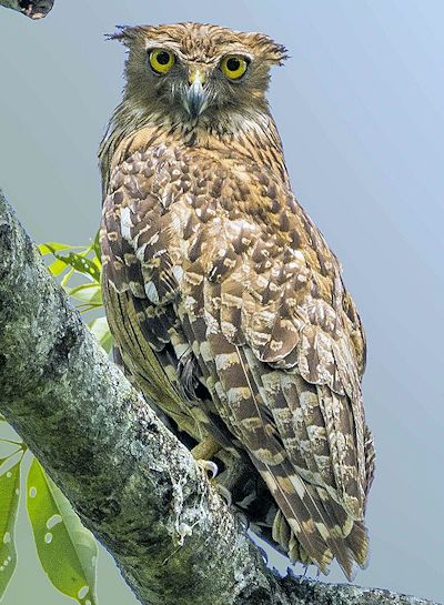 Brown fish owl - Photo: Hedayeat CC BY-SA 4.0, https://commons.wikimedia.org/w/index.php?curid=59733595