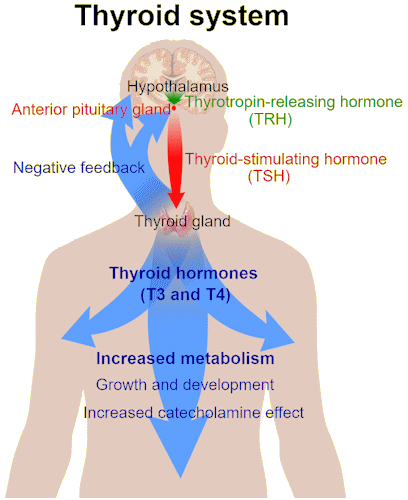 The Thyroid Feedback loop