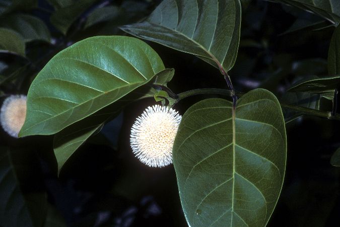 The African pin-cushion tree -from:http://upload.wikimedia.org/wikipedia/commons/4/49/Nauclea_latifolia_.jpg