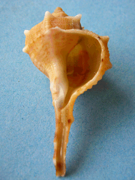A shell of Bolinus brandaris