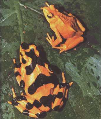Harlequin frogs