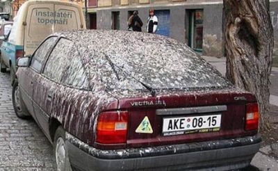 car covered in bird droppings