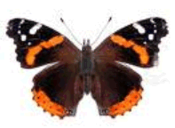 Rec Admiral butterfly