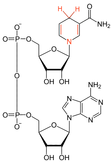 structure of NADH