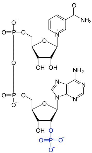 structure of NADP