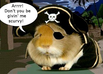 guinea-pig pirate