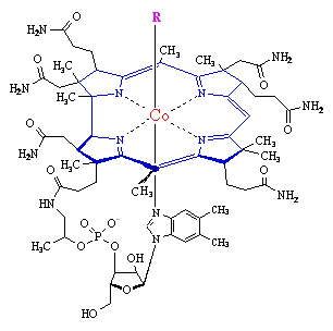 Thesis vitamin b12