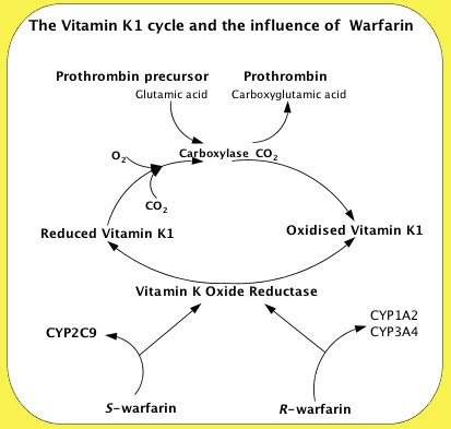 Vitamin K cycle