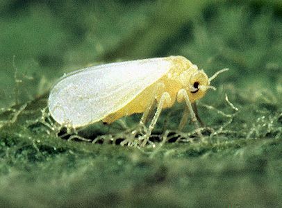 The sweet potato whitefly