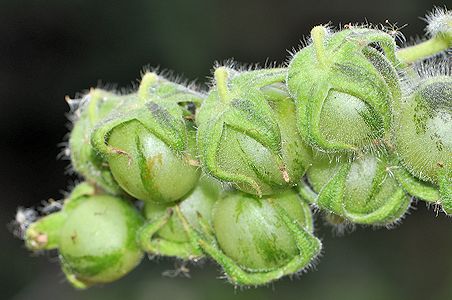 Wild tomatoes