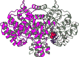 Computer simulation of the structure of citrate synthase