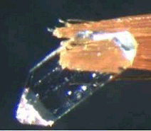 A crystal of neopentamantane