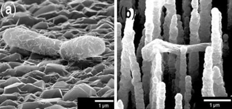 e-coli on flat and black diamond