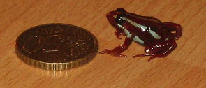 Phantasmal poison frog compared to a 50-cent euro coin