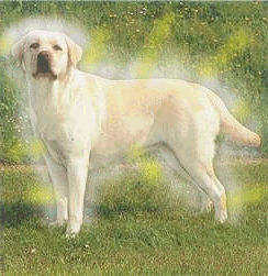 A Labrador dog showing labradorescence?