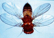 Mutant fruit fly with an extra body segment and pair of wings