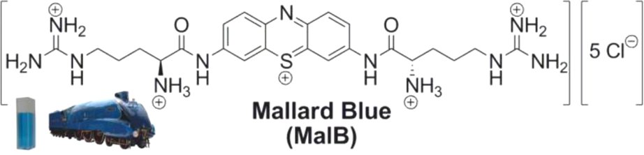 Mallard Blue