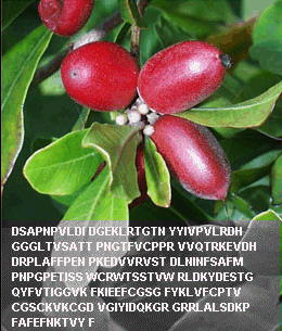 The Miracle Fruit