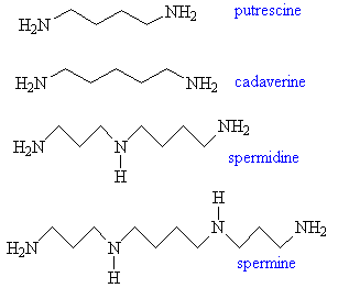 Putrescine and cadaverine