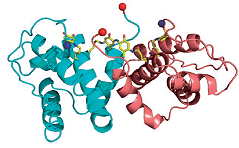 Ranasmurfin - the protein