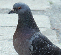 A Rock Pigeon...