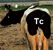 A technetium cow