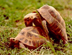 Tortuosine - viagra for tortoises?