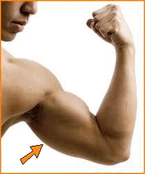 An arm with triceps